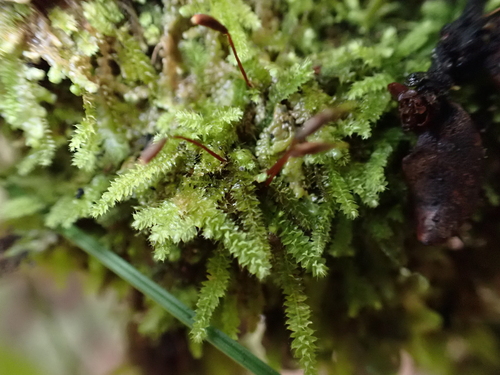 Racopilum strumiferum observed 2026-03-29