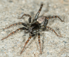 Allocosa subparva
