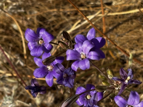 San Clemente Island brodiaea (Brodiaea kinkiensis)
