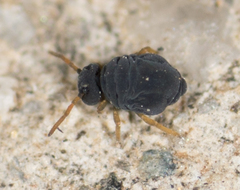 Sminthurinus atrapallidus