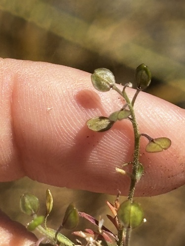 Shining Pepperweed (Lepidium nitidum)