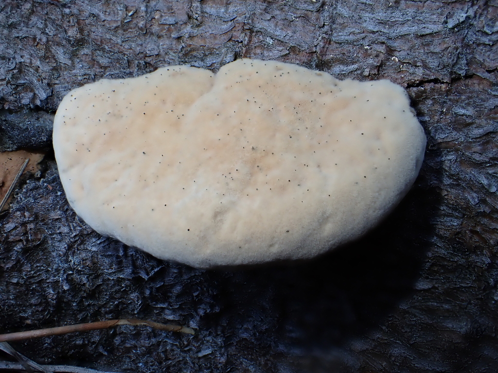 Hapalopilus rutilans