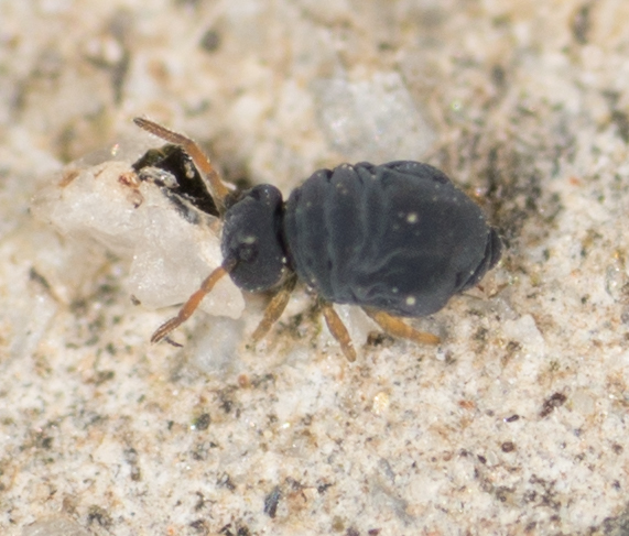 Sminthurinus atrapallidus