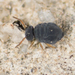 Sminthurinus atrapallidus - Photo no rights reserved, uploaded by Jesse Rorabaugh