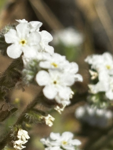 San Clemente Island Upland Cryptantha (Cryptantha kinkiensis)