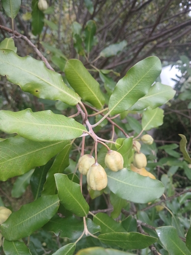 Karo (Pittosporum ralphii)