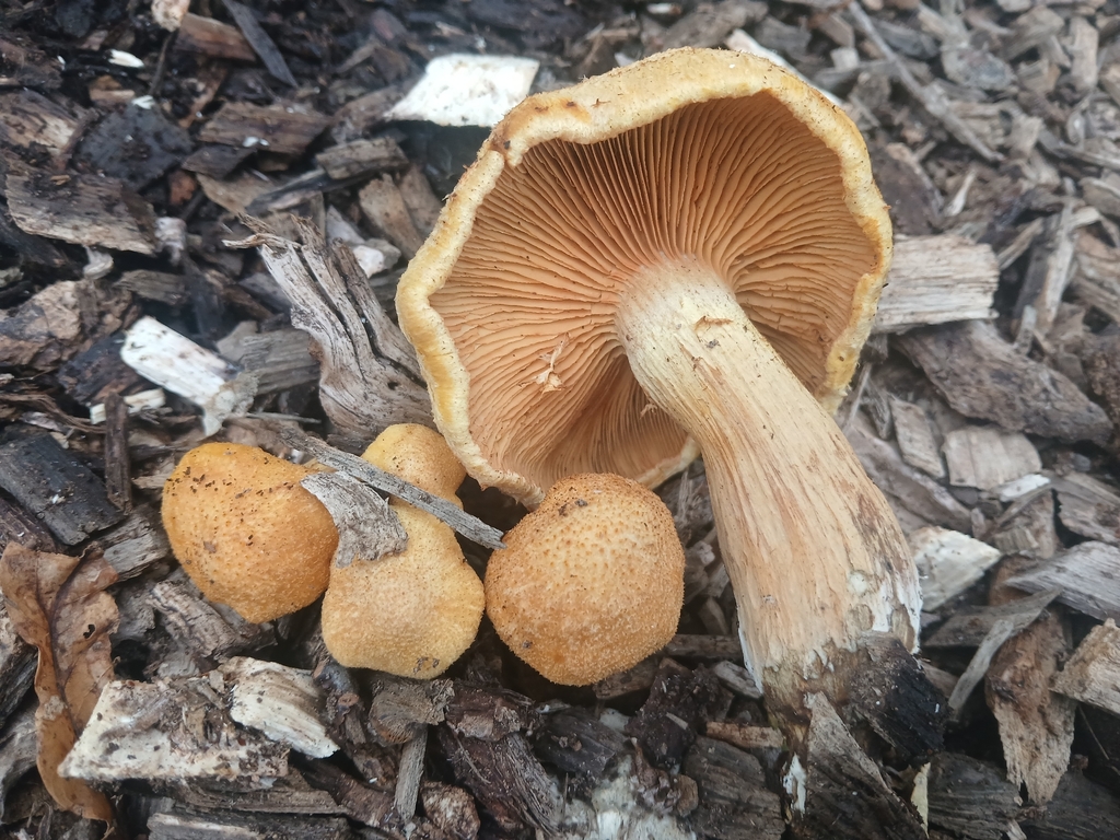 Gymnopilus dilepis