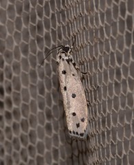 Ethmia heptasema