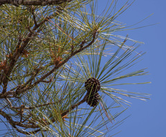 Pinus caribaea