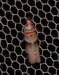 Calguia defiguralis