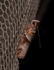Calguia defiguralis