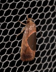 Hoplomorpha abalienella