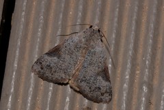 Avatha discolor