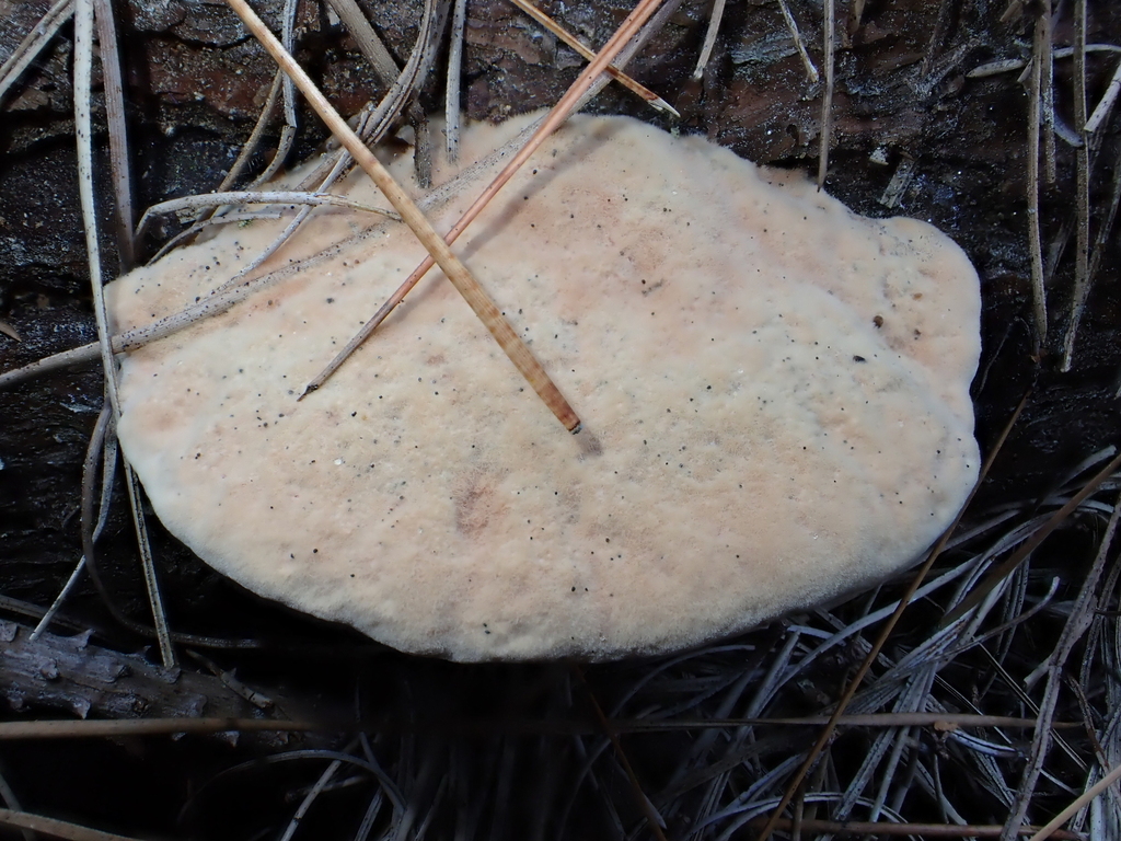Hapalopilus rutilans · March 2026 · photo: © rayjackson (iNaturalist, cc-by)