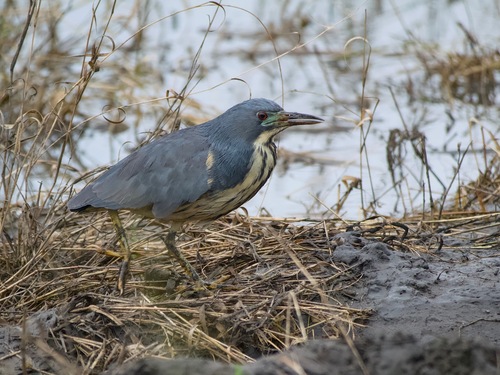 iNaturalist image