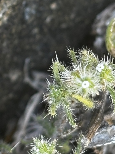 Cryptantha maritima, photograph 6