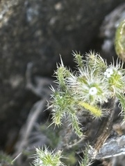Cryptantha maritima, photograph (c) Sula Vanderplank, some rights reserved (CC BY)