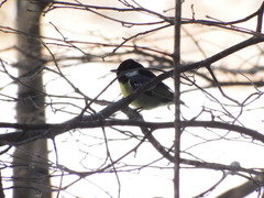 Periparus venustulus