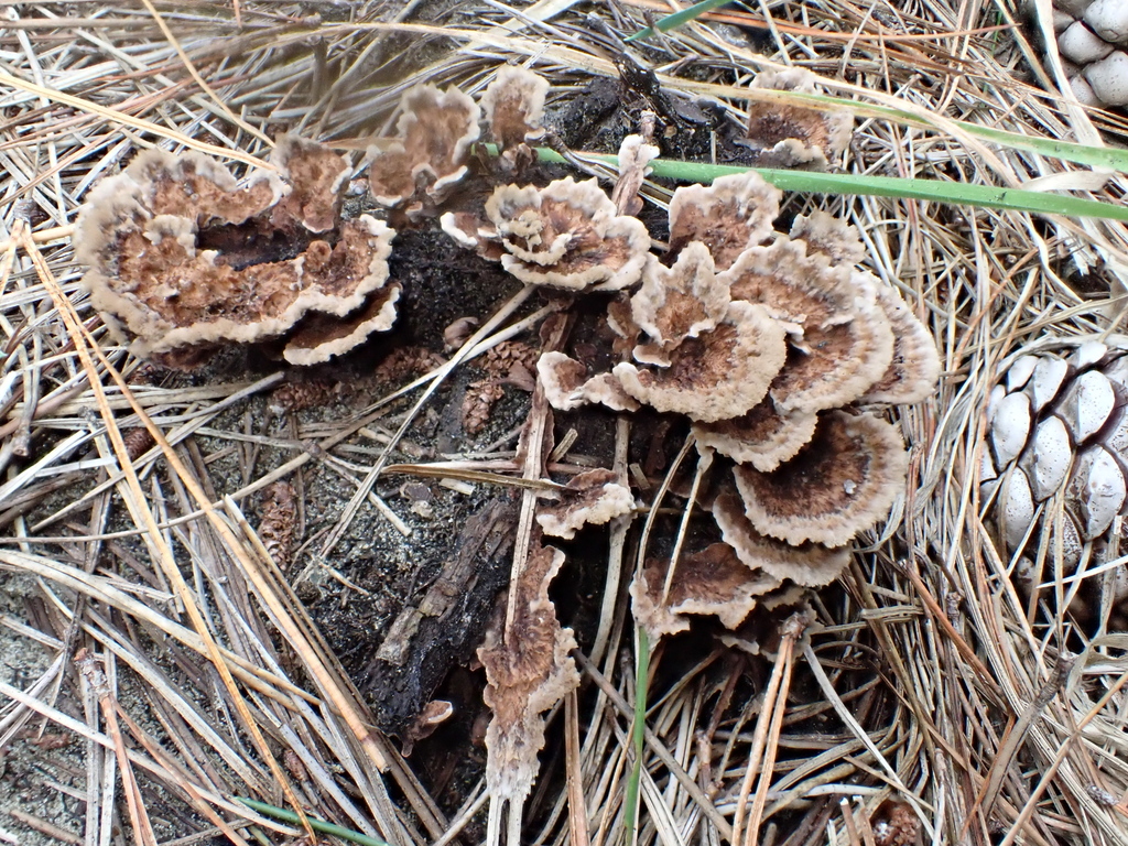 Thelephora terrestris · March 2026 · photo: © rayjackson (iNaturalist, cc-by)