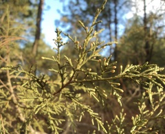 Juniperus deppeana deppeana