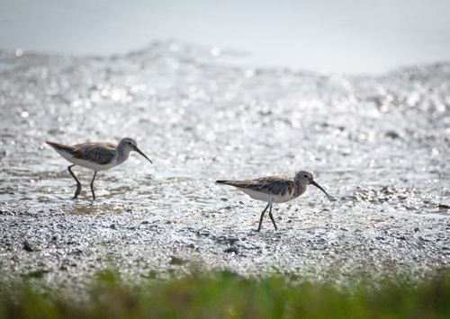 iNaturalist: (c) Mridul Vaibhav, some rights reserved (CC BY-NC), uploaded by Mridul Vaibhav iNaturalist image