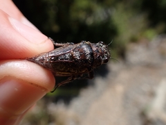 Maoricicada cassiope