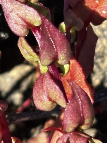 San Diego Coastal-Creeper (Aphanisma blitoides)