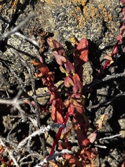 Aphanisma blitoides, photograph (c) Sula Vanderplank, some rights reserved (CC BY)