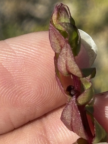 Aphanisma blitoides, photograph 5