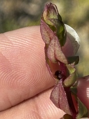 Aphanisma blitoides, photograph (c) Sula Vanderplank, some rights reserved (CC BY)