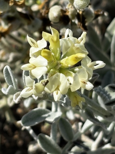 Astragalus miguelensis, photograph 5