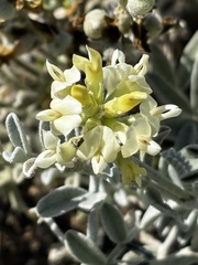 Astragalus miguelensis, photograph (c) Sula Vanderplank, some rights reserved (CC BY)