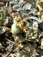Astragalus miguelensis, photograph (c) Sula Vanderplank, some rights reserved (CC BY)