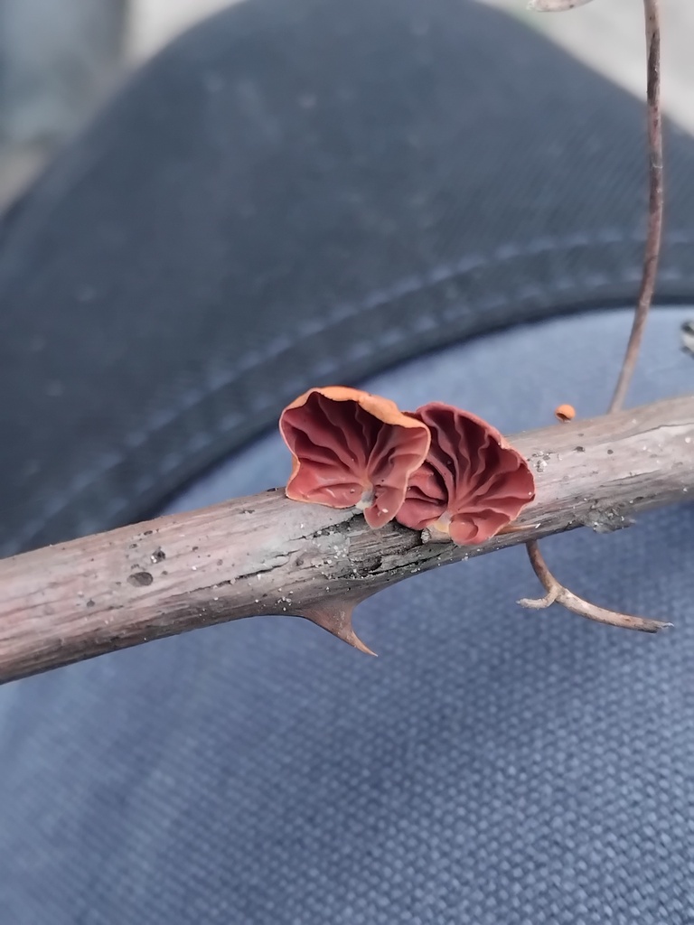 Anthracophyllum archeri · March 2026 · photo: © sofiazed1 (iNaturalist, cc-by)