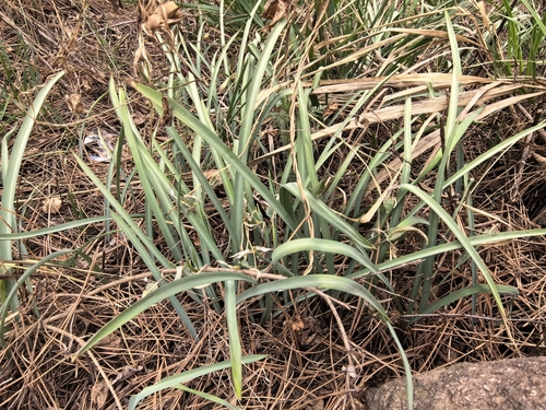 Amana edulis