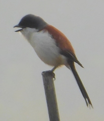 Lanius collurioides
