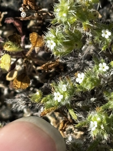 Cryptantha maritima, photograph 3