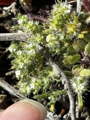 Cryptantha maritima, photograph 4