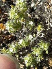 Cryptantha maritima, photograph (c) Sula Vanderplank, some rights reserved (CC BY)