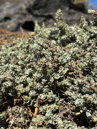 California orache (Extriplex californica)