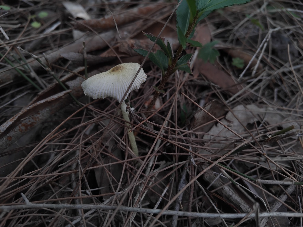 Leucocoprinus fragilissimus · March 2026 · photo: © sofiazed1 (iNaturalist, cc-by)