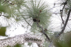 Pinus caribaea