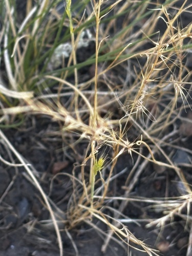 Festuca myuros, photograph 6