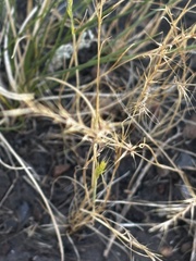 Festuca myuros, photograph Sula Vanderplank, CC BY, iNaturalist via GBIF
