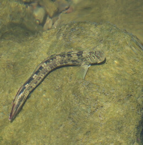 Istiblennius dussumieri