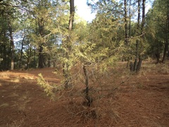 Juniperus deppeana deppeana