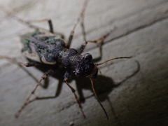 Neocicindela