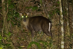 Annamite Muntjac photo 2
