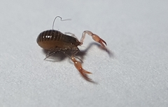 Neobisiidae
