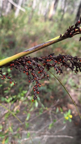Red-fruit Saw-sedge (Gahnia sieberiana)